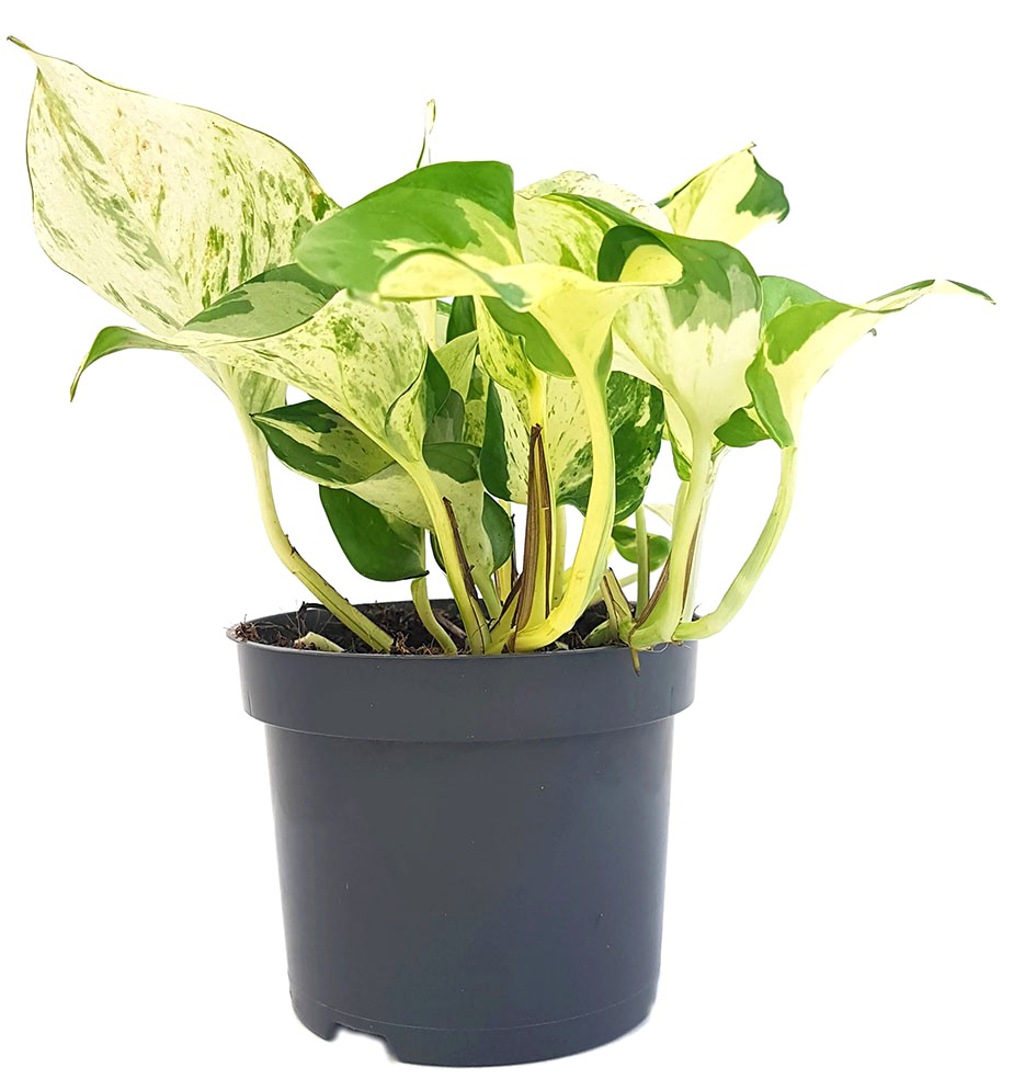 Epipremnum pinnatum "Happy Leaf" - panaschierte Efeutute