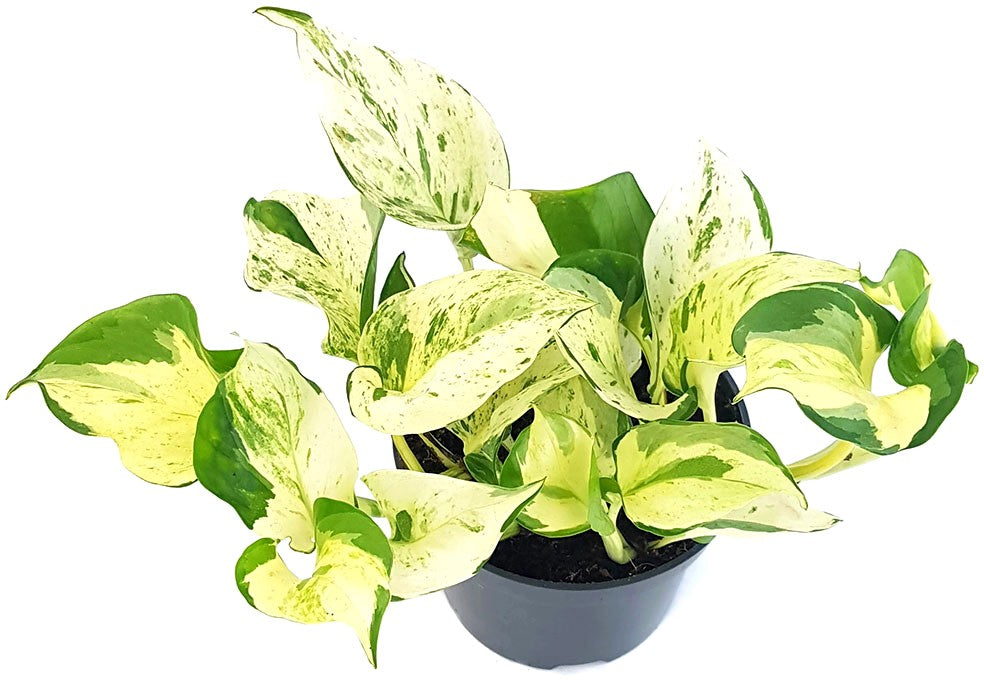 Epipremnum pinnatum "Happy Leaf" - panaschierte Efeutute