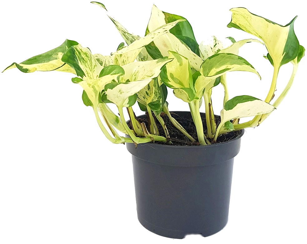 Epipremnum pinnatum "Happy Leaf" - panaschierte Efeutute