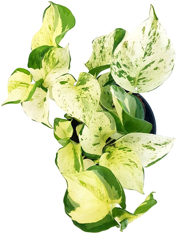 Epipremnum pinnatum "Happy Leaf" - panaschierte Efeutute