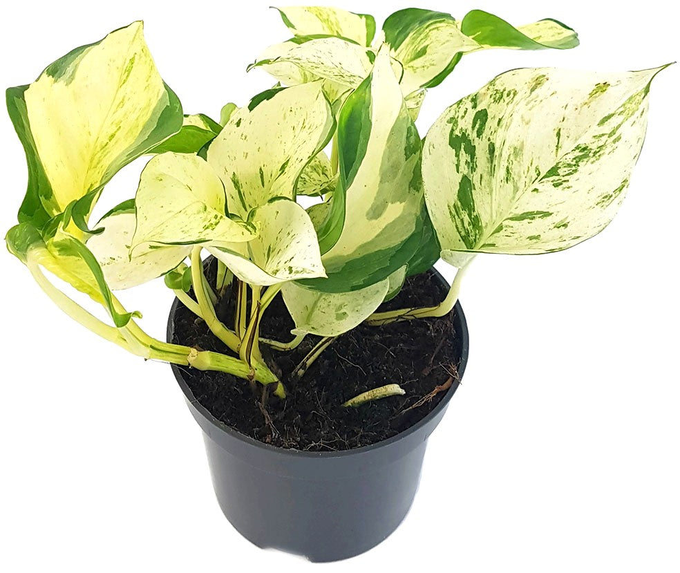 Epipremnum pinnatum "Happy Leaf" - panaschierte Efeutute
