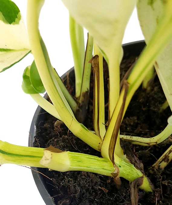 Epipremnum pinnatum "Happy Leaf" - panaschierte Efeutute