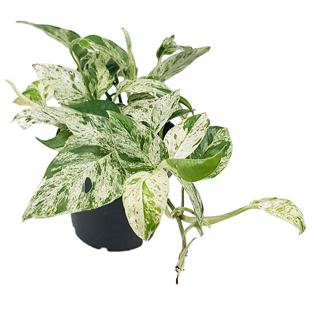 Epipremnum pinnatum "Marble Variegata" - panaschierte Efeutute