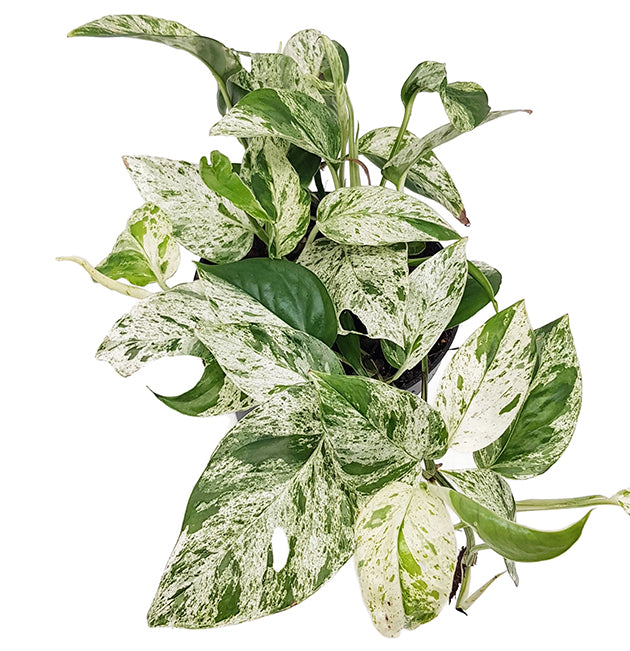Epipremnum pinnatum "Marble Variegata" - panaschierte Efeutute