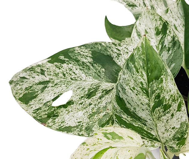 Epipremnum pinnatum "Marble Variegata" - panaschierte Efeutute