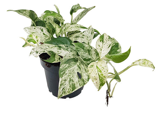 Epipremnum pinnatum "Marble Variegata" - panaschierte Efeutute