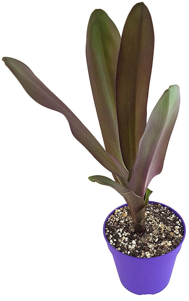 Eucomis "Sparkling Burgundy" - Ananaslilie