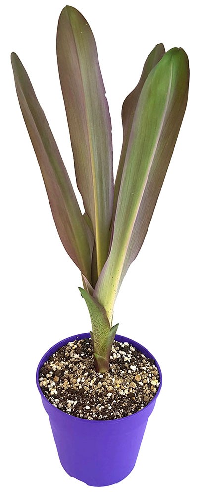 Eucomis "Sparkling Burgundy" - Ananaslilie