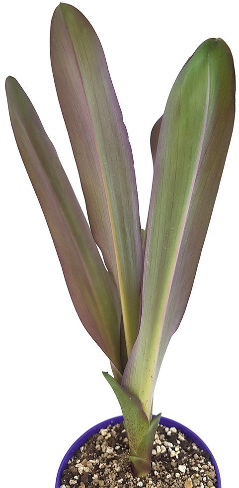 Eucomis "Sparkling Burgundy" - Ananaslilie