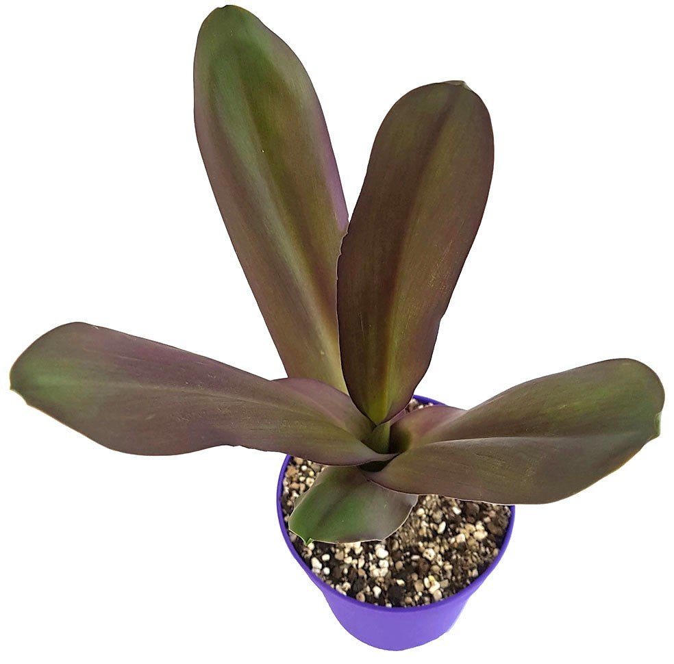 Eucomis "Sparkling Burgundy" - Ananaslilie