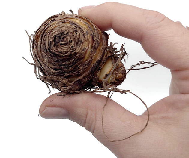 Eucomis vandermerwei - Schopflilie