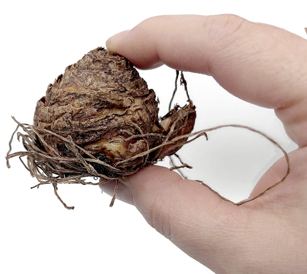 Eucomis vandermerwei - Schopflilie