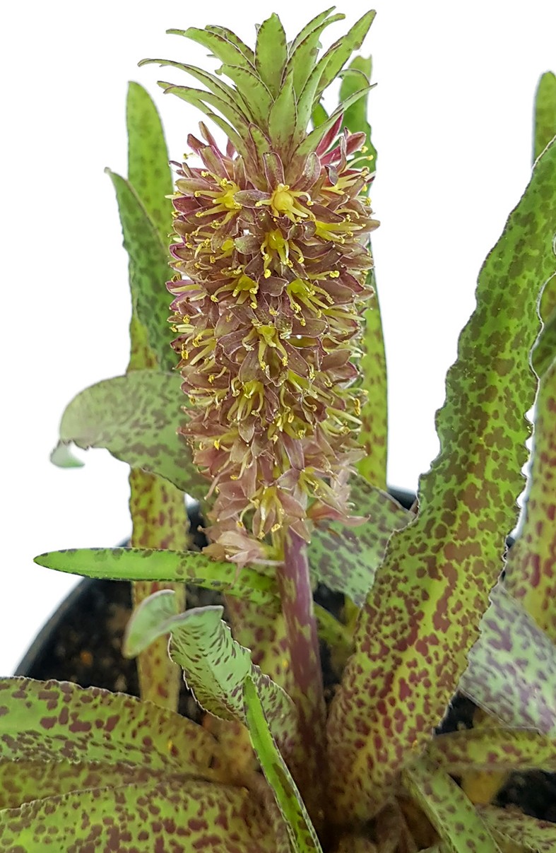Eucomis vandermerwei "Steenkampsberg" - Schopflilie