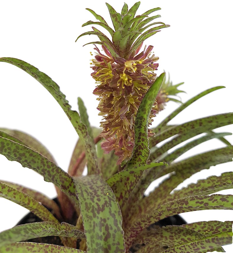 Eucomis vandermerwei "Steenkampsberg" - Schopflilie