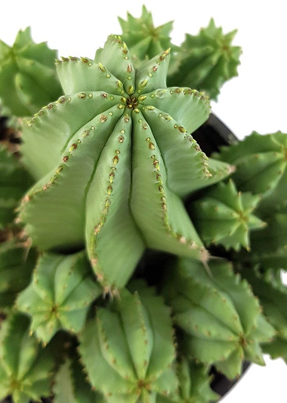 Euphorbia fruticosa f. inermis - Sukkulente