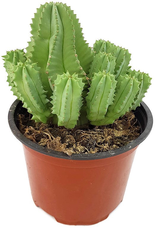 Euphorbia fruticosa f. inermis - Sukkulente