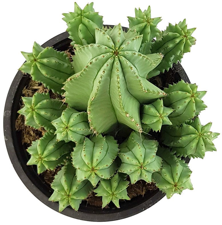 Euphorbia fruticosa f. inermis - Sukkulente