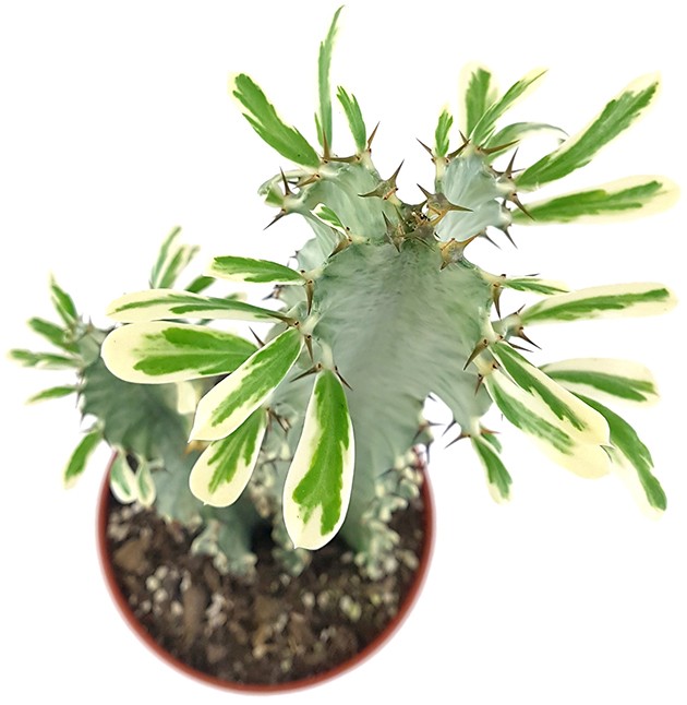 Euphorbia eritrea "Variegata" - panaschierte Wolfsmilch