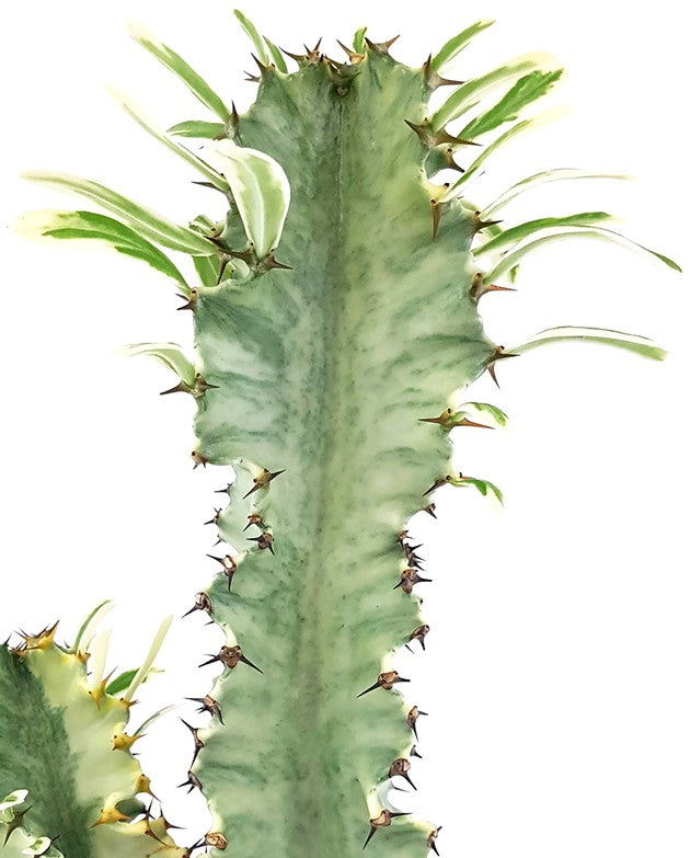 Euphorbia eritrea "Variegata" - panaschierte Wolfsmilch