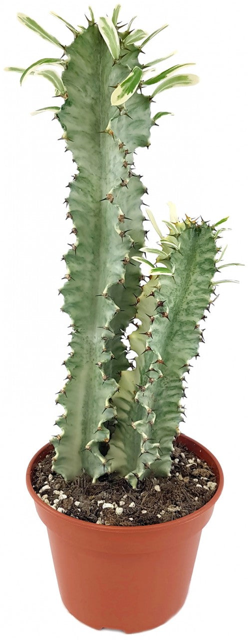 Euphorbia eritrea "Variegata" - panaschierte Wolfsmilch