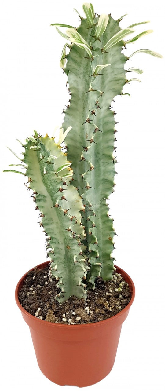 Euphorbia eritrea "Variegata" - panaschierte Wolfsmilch
