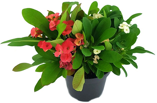 Euphorbia milii "red and white" - zweifarbiger Christusdorn