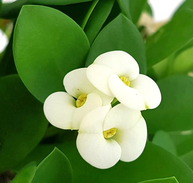 Euphorbia milii "red and white" - zweifarbiger Christusdorn