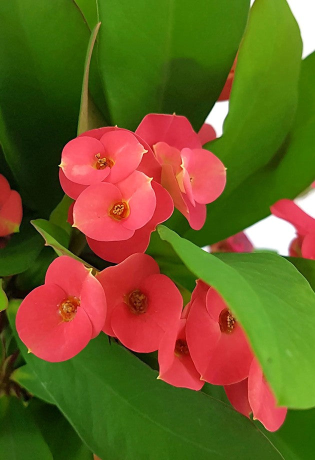 Euphorbia milii "red and white" - zweifarbiger Christusdorn