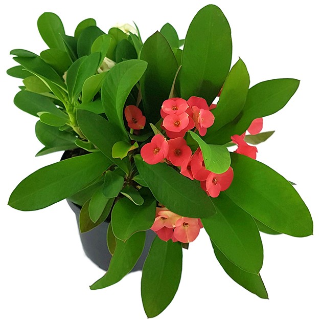 Euphorbia milii "red and white" - zweifarbiger Christusdorn