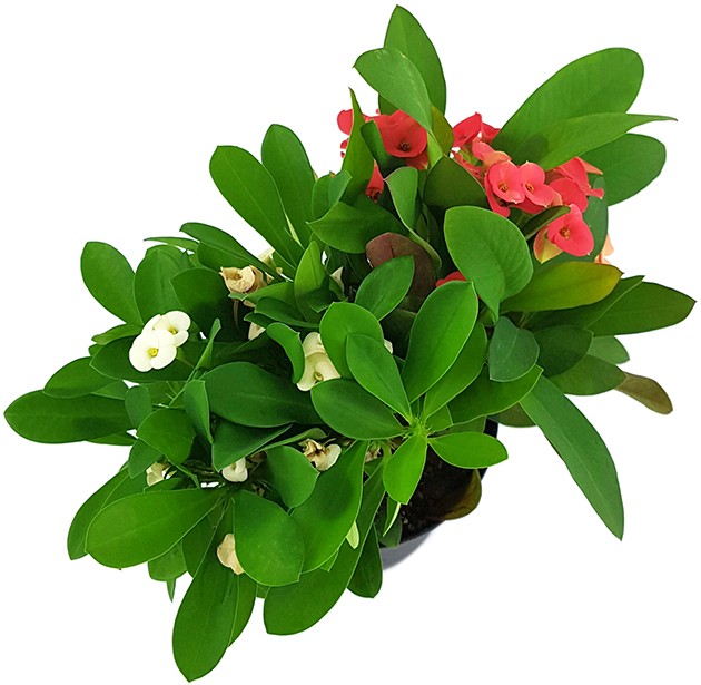 Euphorbia milii "red and white" - zweifarbiger Christusdorn