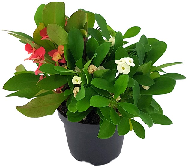 Euphorbia milii "red and white" - zweifarbiger Christusdorn
