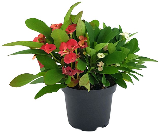 Euphorbia milii "red and white" - zweifarbiger Christusdorn