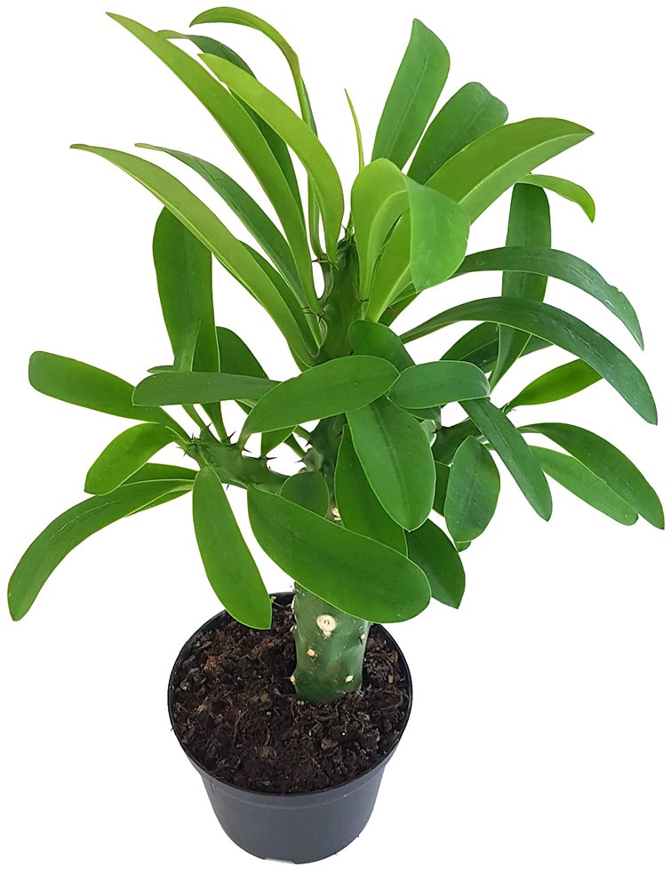 Euphorbia neriifolia - Oleander-Wolfsmilch