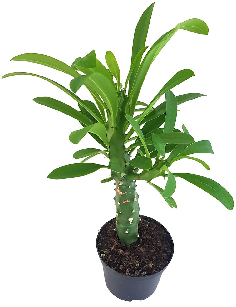 Euphorbia neriifolia - Oleander-Wolfsmilch