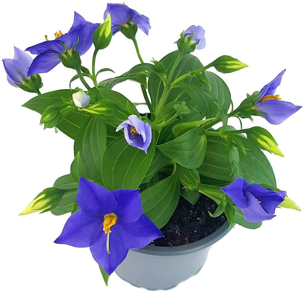 Exacum "Sapphire" - kompakte Blühpflanze