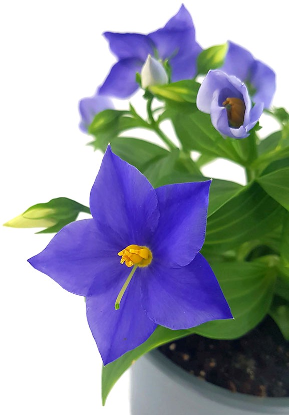 Exacum "Sapphire" - kompakte Blühpflanze