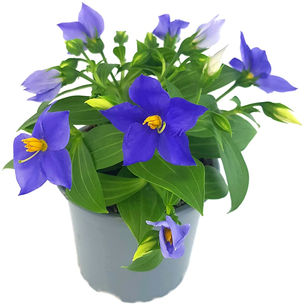 Exacum "Sapphire" - kompakte Blühpflanze