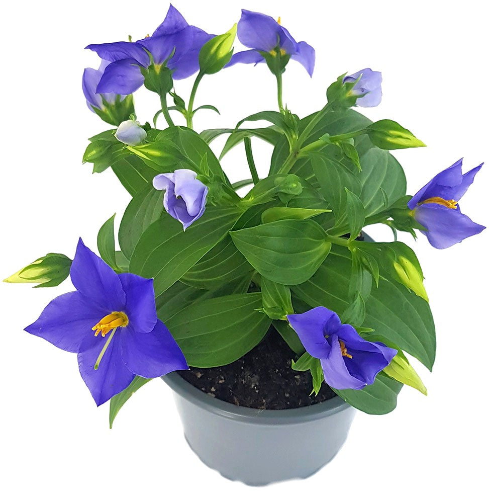 Exacum "Sapphire" - kompakte Blühpflanze