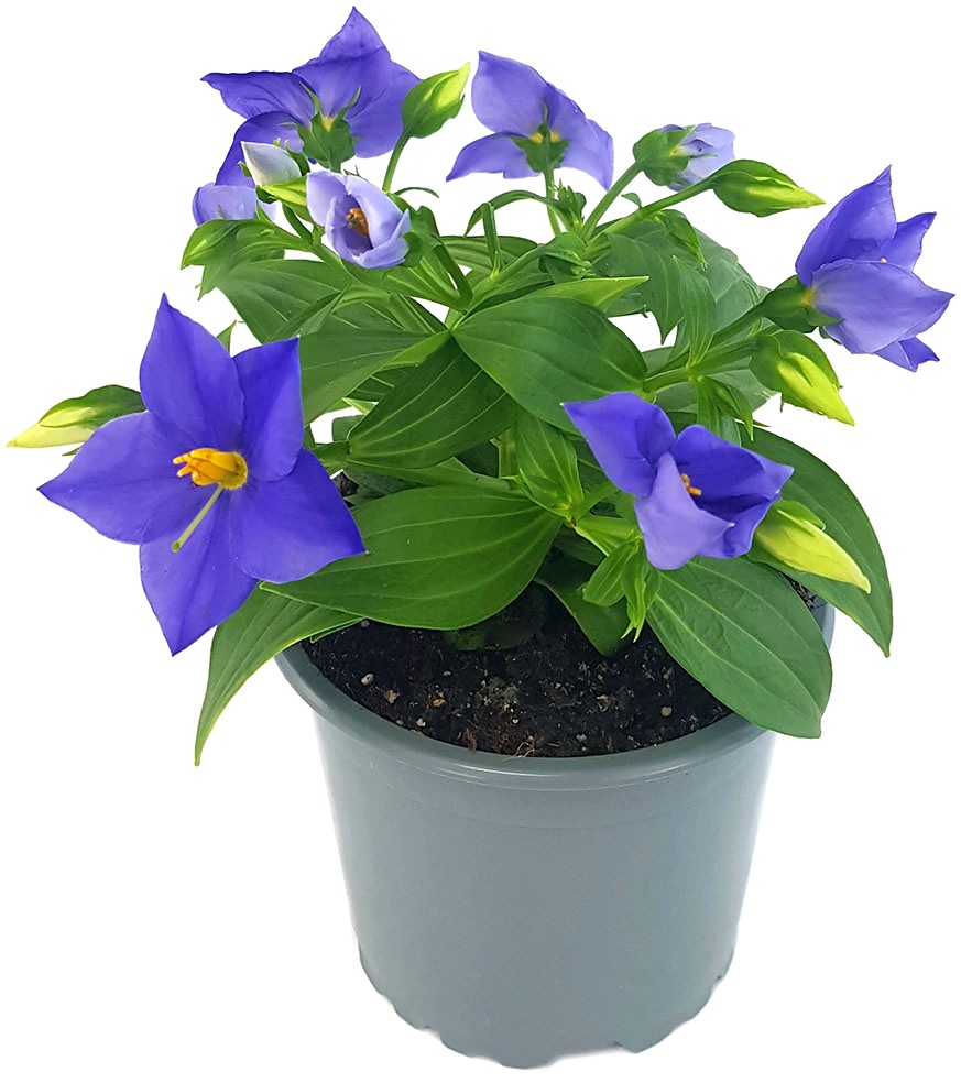 Exacum "Sapphire" - kompakte Blühpflanze