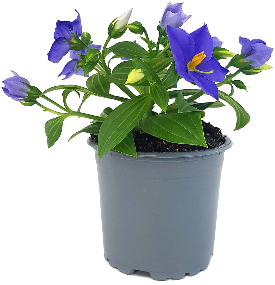 Exacum "Sapphire" - kompakte Blühpflanze