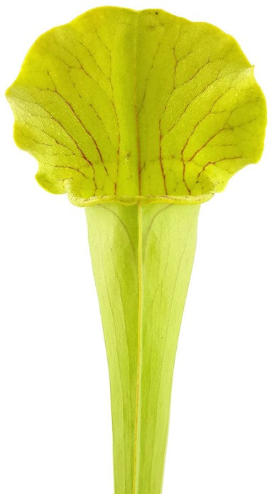 Sarracenia X "Green Cloud"