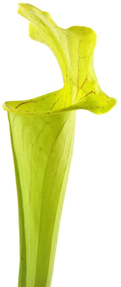 Sarracenia X "Green Cloud"