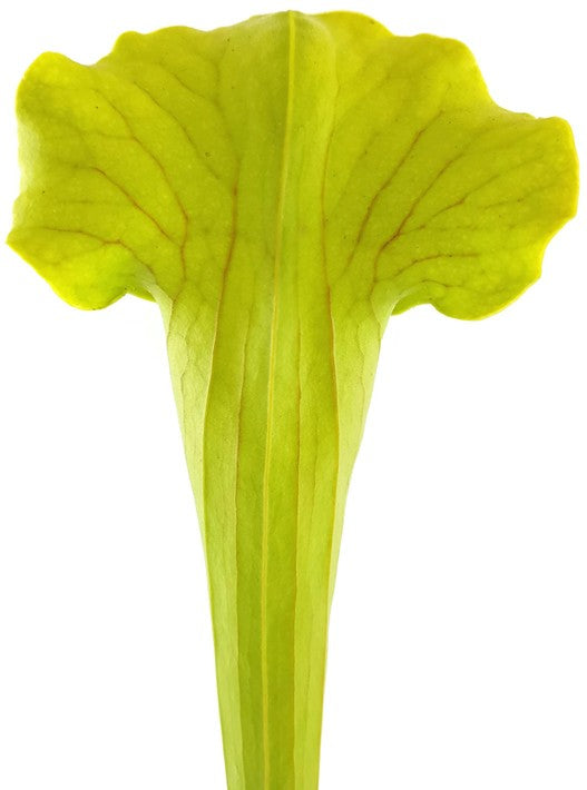 Sarracenia X "Green Cloud"
