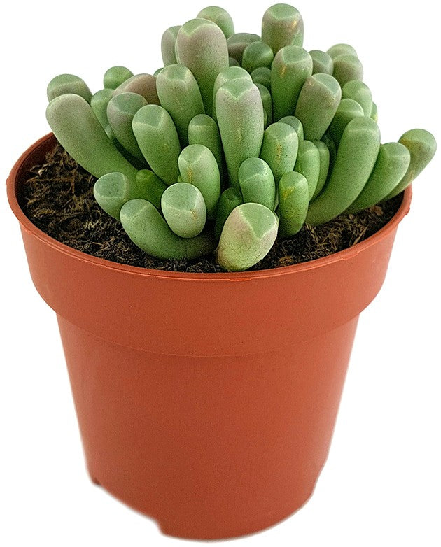 Fenestraria aurantiaca - Mittagsblume