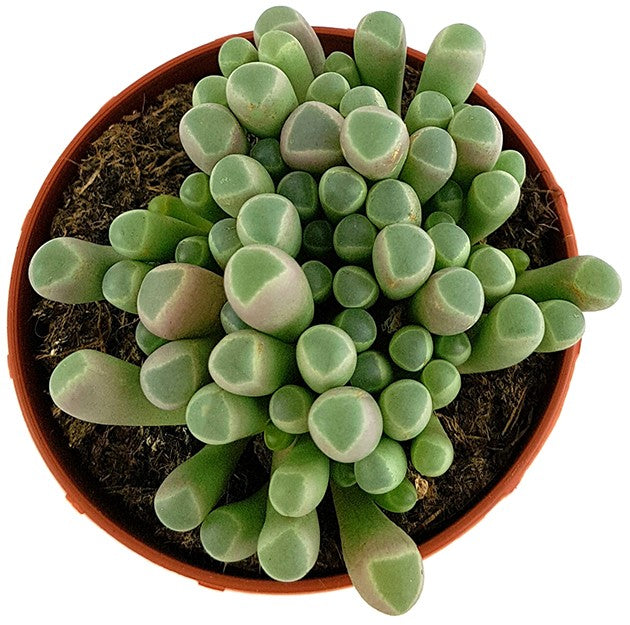 Fenestraria aurantiaca - Mittagsblume