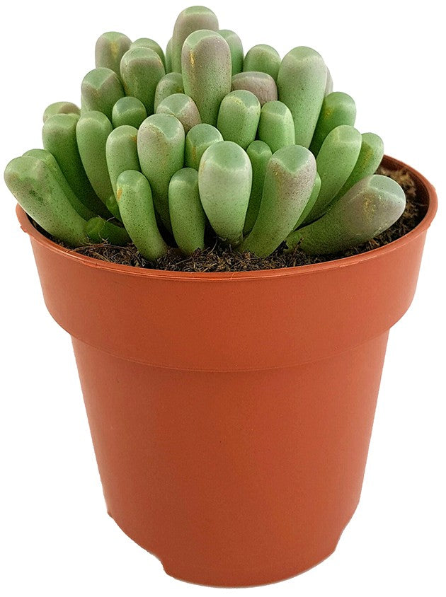 Fenestraria aurantiaca - Mittagsblume