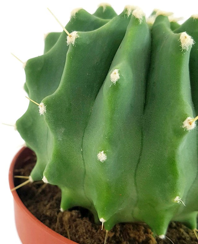 Ferocactus glaucescens f. inermis - Schmuckkaktus