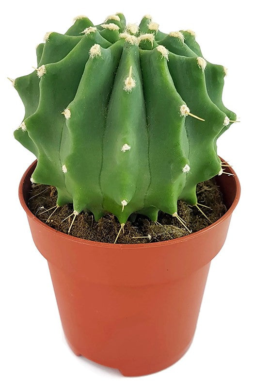 Ferocactus glaucescens f. inermis - Schmuckkaktus