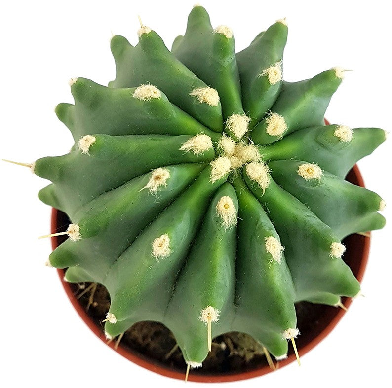 Ferocactus glaucescens f. inermis - Schmuckkaktus