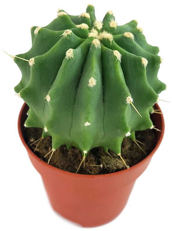 Ferocactus glaucescens f. inermis - Schmuckkaktus